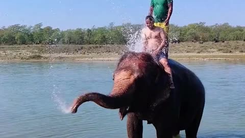 Elephant riding go tow bosses