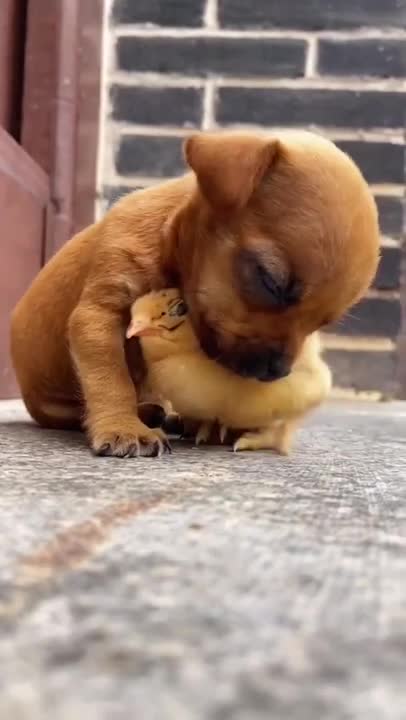 The Cutest Dog EVER!!!!