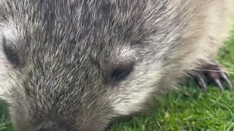 Wombat MONCH ASMR