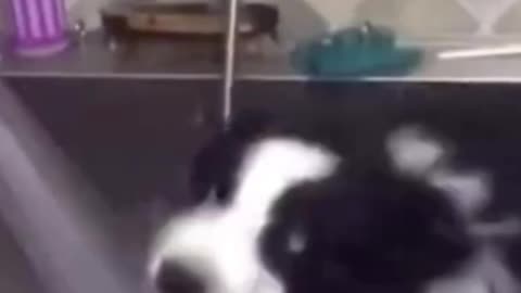 Cute Dog Funny Video | Funny Dog #funny
