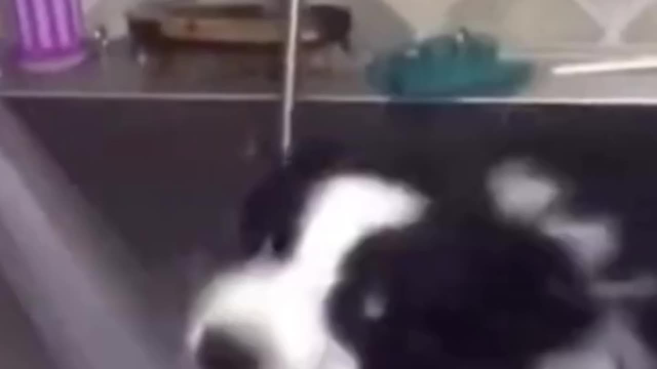 Cute Dog Funny Video | Funny Dog #funny