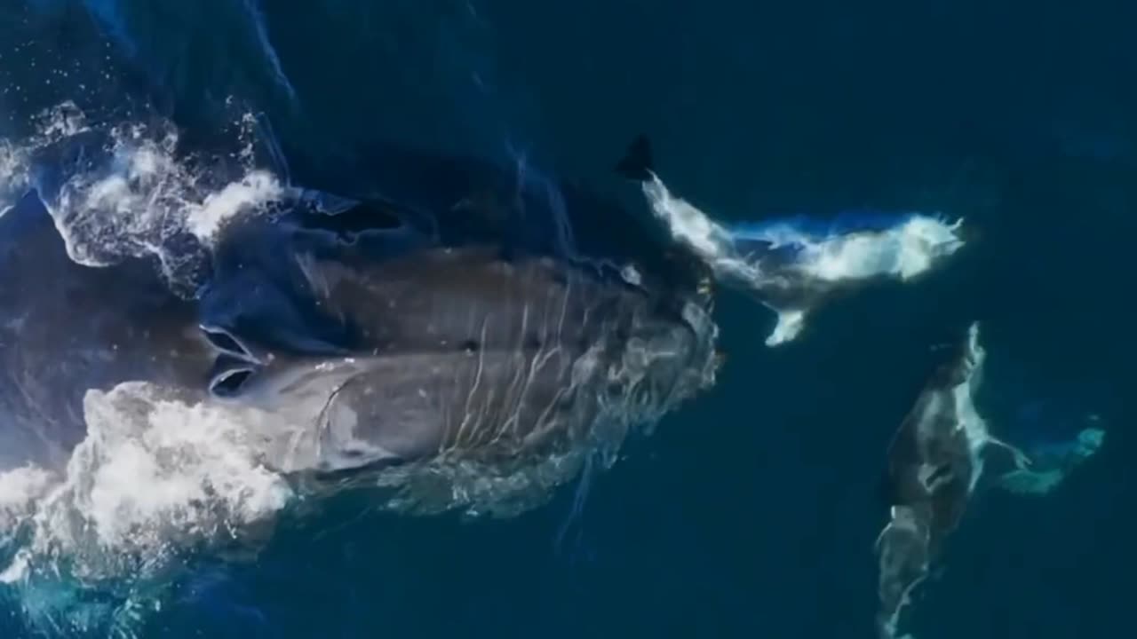 I love watching dolphins and whales play together 💙