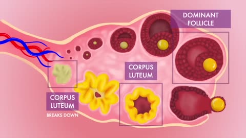 Menstrual cycle 3D animation