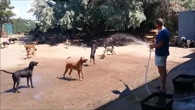 WATCH 450 DOGS RUN & PLAY TOGETHER!!!!