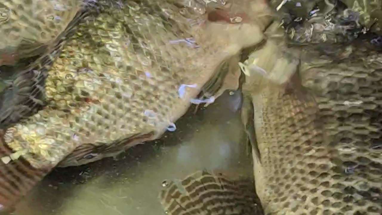 Tilapia Fish Live Video In Bangladesh Fish Market#shorts