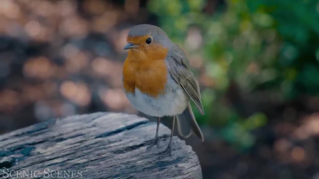 The Most Colorful Birds - Beautiful Birds Sound in the Forest | Relaxation Film