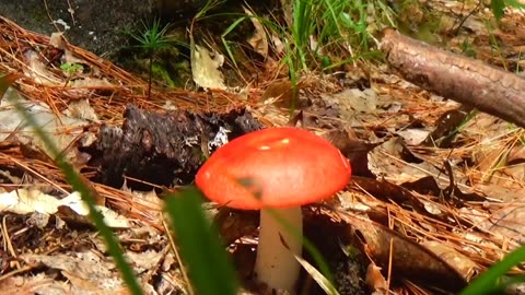 Mushroom