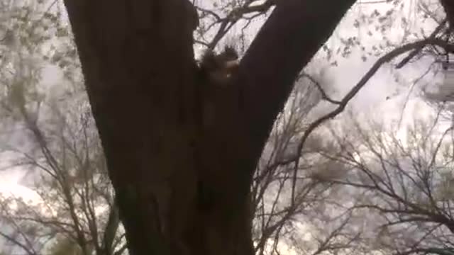 Squirrel Eating Bagel in Tree