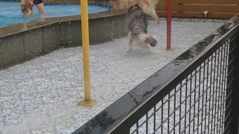 Husky and the pet park INDONESIA