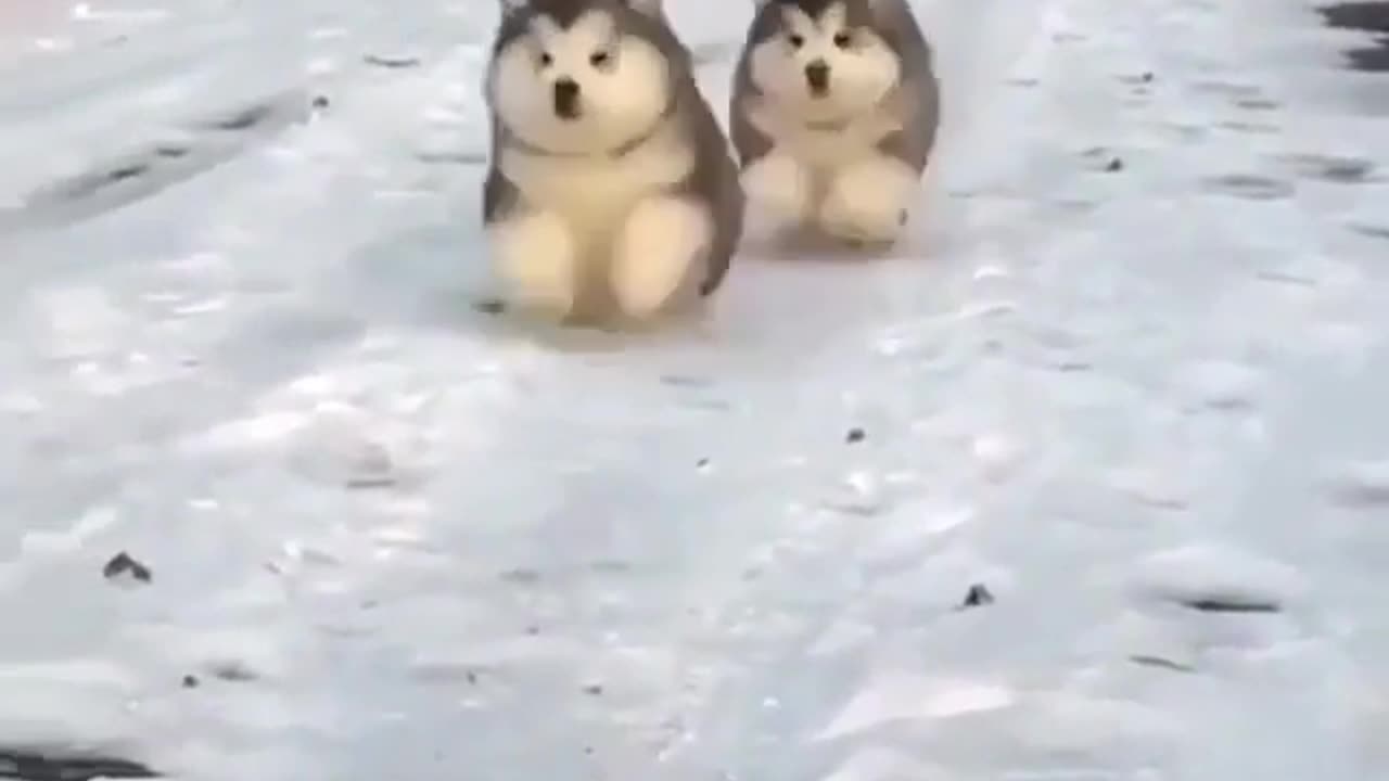 These two cute puppies