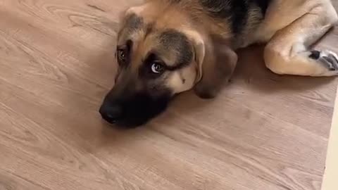 Dog Helps With Bathroom Renovations