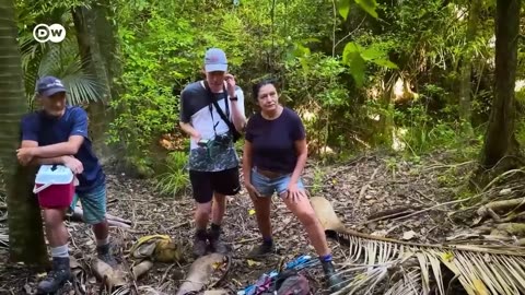 Saving the Kiwi: Protecting New Zealand's national bird | DW Documentary
