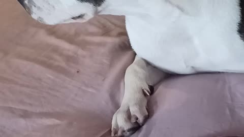 Funny funky heck/a/poo-Bear