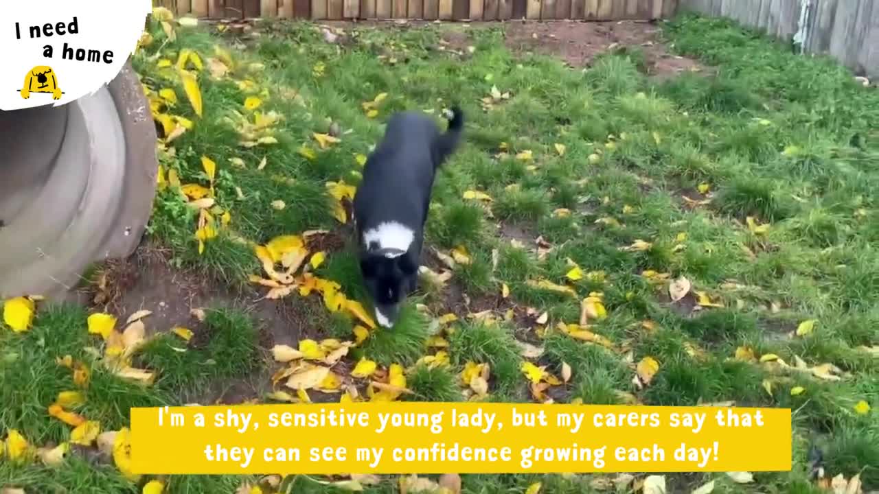 Lupin the brilliant Border Collie _ Dogs Trust Loughborough