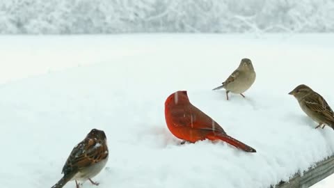 "Feathers and Flight: Exploring the Fascinating World of Birds"