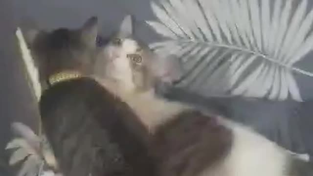 Crazy Cats