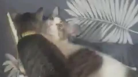 Crazy Cats