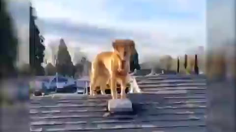 Dog follows his person up ladder