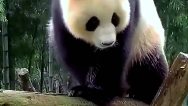 Lovely giant panda, come and have a look!