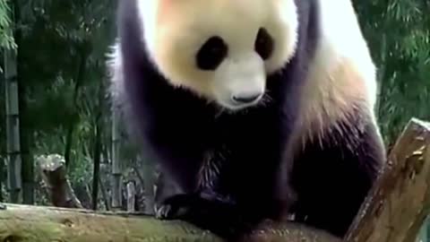 Lovely giant panda, come and have a look!