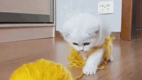 Cute Cat Gif