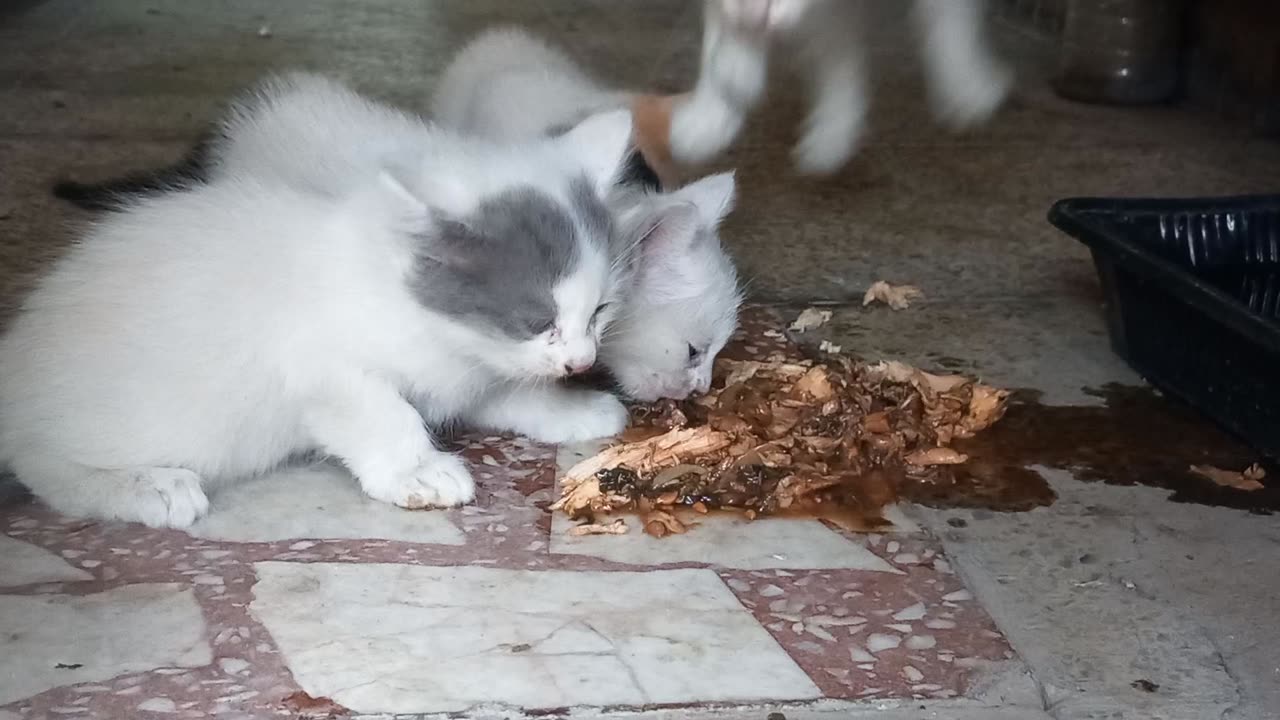 Feeding the kittens