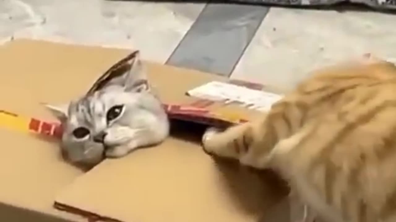 Funny Cats Compilation