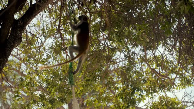 Monkeys Climbing Trees And Playing.