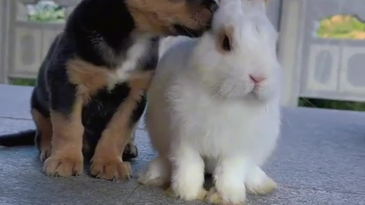 cute puppy and bunny