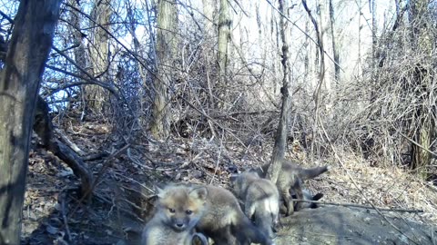 Fox Cubs