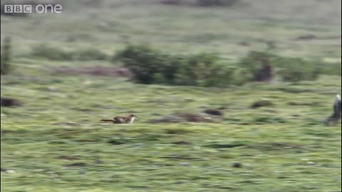 Stoat kills rabbit ten times its size - Life | BBC