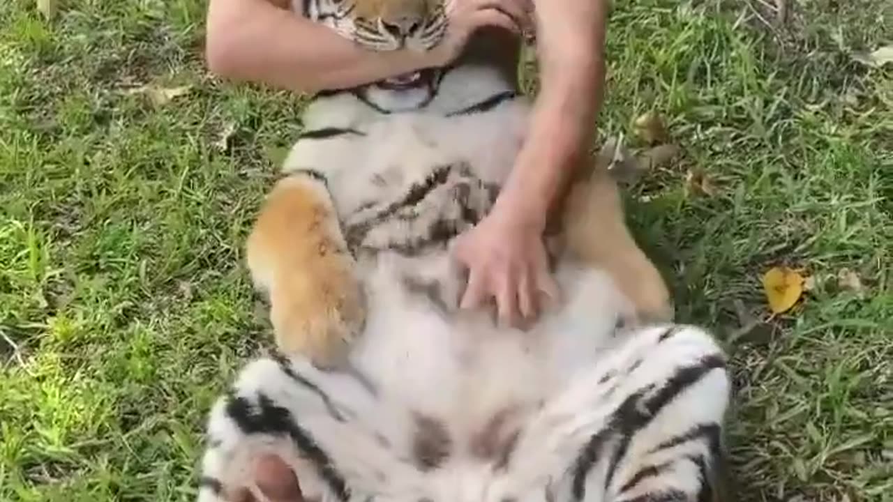 tiger belly rubs