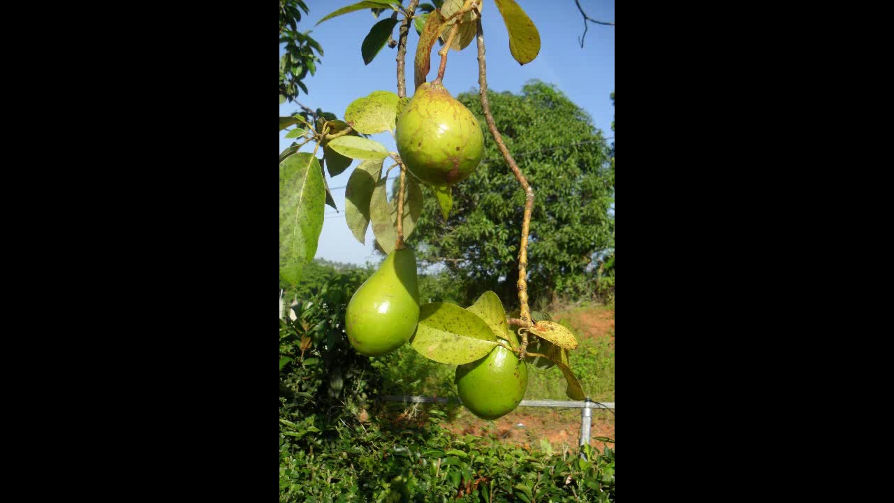 Avocado Domestication