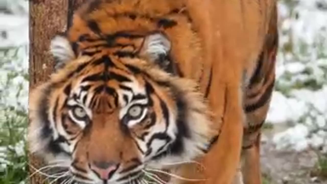 😈Attitude Tiger Reels Status Video, 🔥Wild Life Animals #status #viral #shorts 🥀