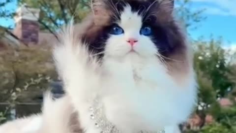 Cute Cat