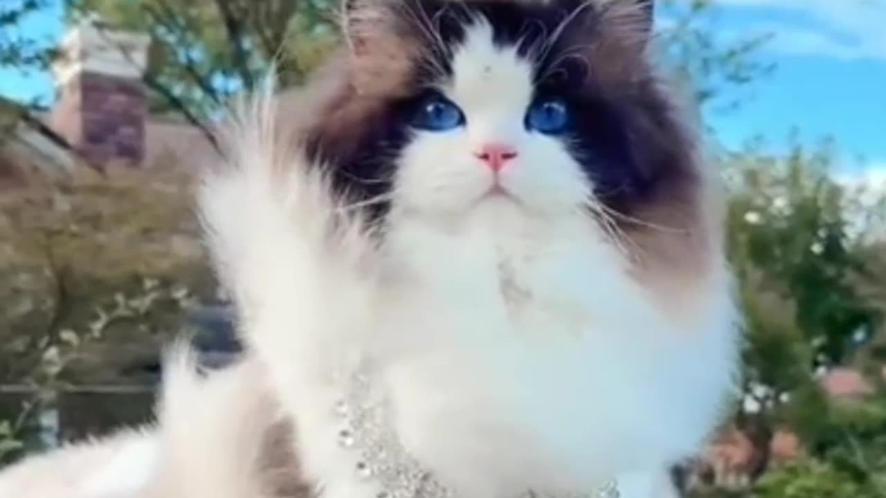 Cute Cat