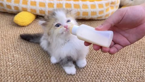 The little kitten eats meat after drinking from grandma! It’s so delicious!