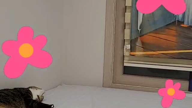 사랑하는 고양이