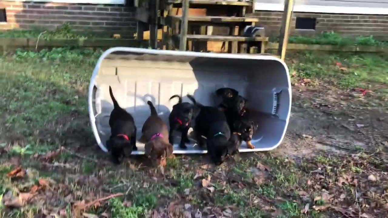 Puppies see grass for the first time