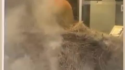 FRANCE 🇫🇷 Farmers are dumping manure and bales of hay into banks.