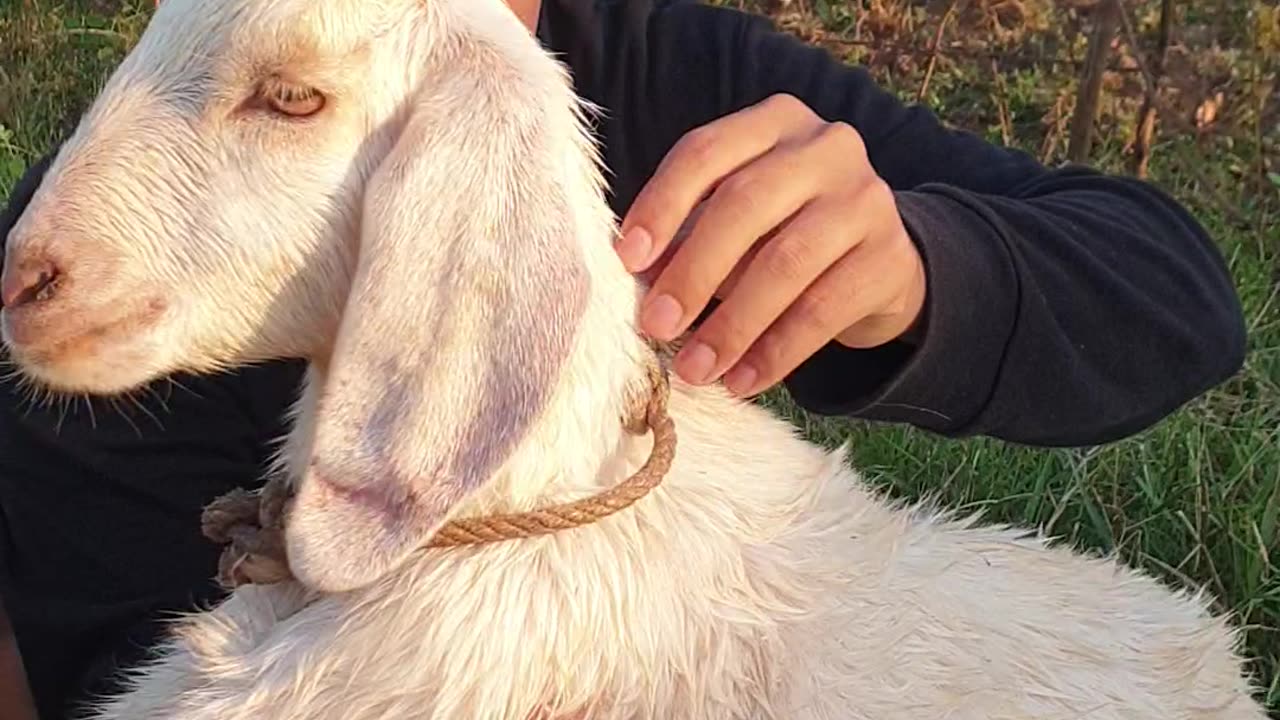 beautiful white baby goat