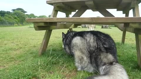 When I Suddenly Tell My Husky His Best Friend is Here He Can’t Believe it!