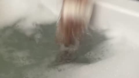 Funy Animals videos