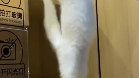 Funny cat