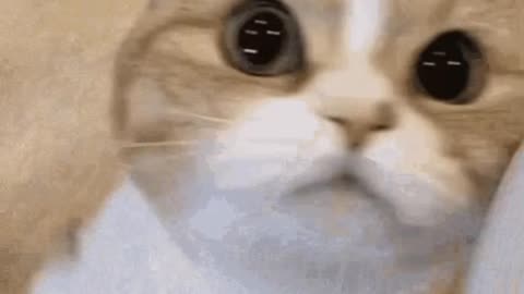 Cute Cat Gif