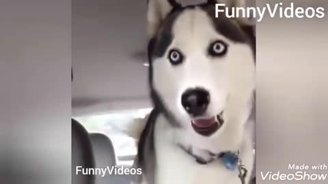 Watch the dog speak