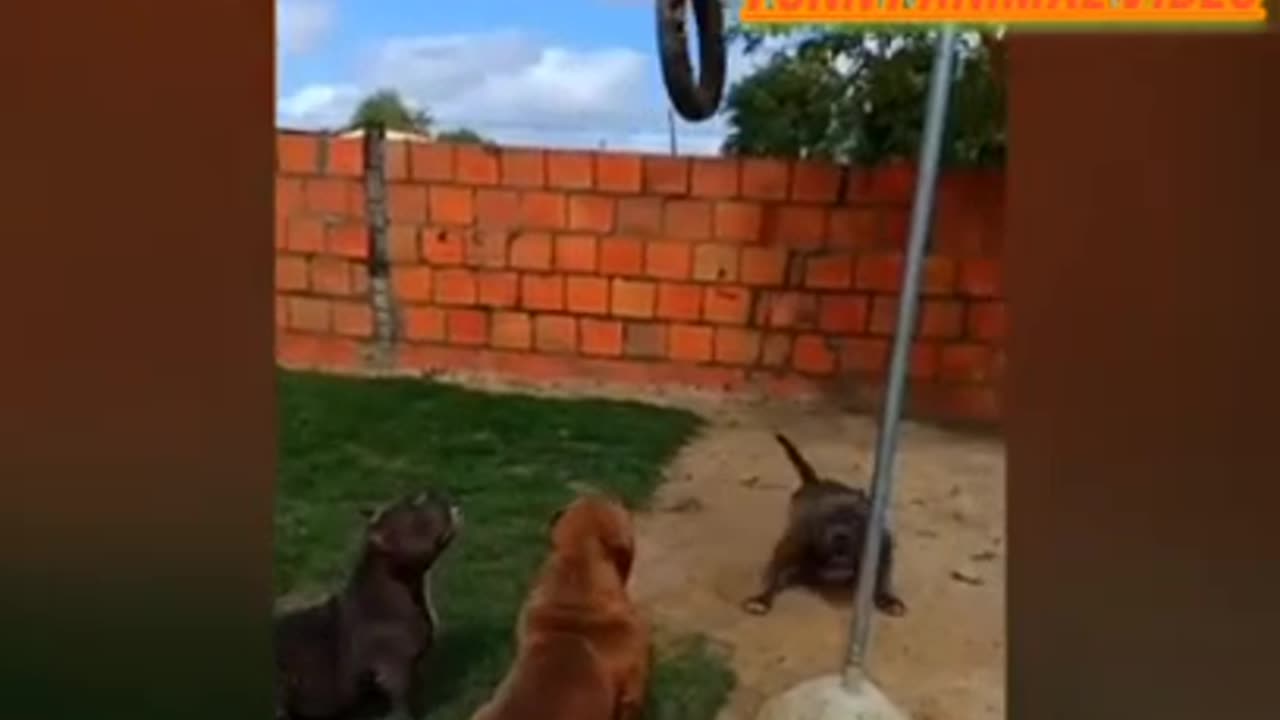 Funny animal video 📷😂🤩🥰 enjoy.