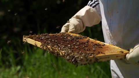 View of the honey and bee hive