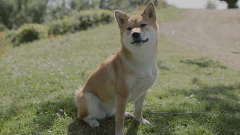 Funny dog 🐶 looking videos