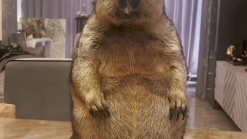 cute and funny animals #cuteanimals #funnyanimals